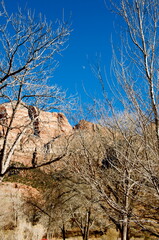 Fototapeta premium Experience the canyons and hiking paths of Zion National Park in Utah - a remote and desolate place where it is good to get away from it all