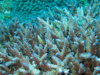 Orange Spotted Filefish