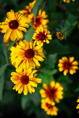 Summer garden flowers wallpaper Heliopsis helianthoides is a species of flowering plant in the family Asteraceae, known by the common names smooth oxeye and false sunflower