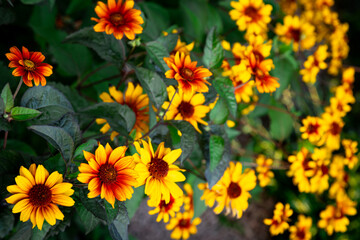 Summer garden flowers wallpaper Heliopsis helianthoides is a species of flowering plant in the family Asteraceae, known by the common names smooth oxeye and false sunflower