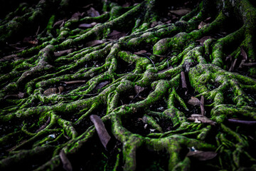 Close-up of thick, gnarled tree roots covered in vibrant green moss. Perfect for themes of nature, ecosystems, and forest environments. Ideal for educational and environmental projects.