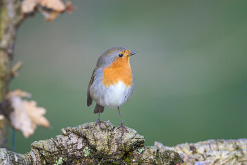 Fototapeta premium Robin perched on a fallen branch inside an oak forest in Alonsotegi, Bizkaia