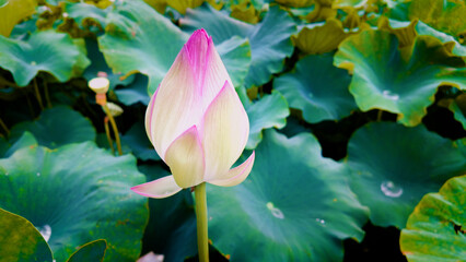 蓮の花のつぼみ（日本）