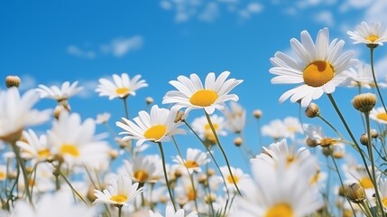 White Daisies in Bloom Under a Bright Blue Sky