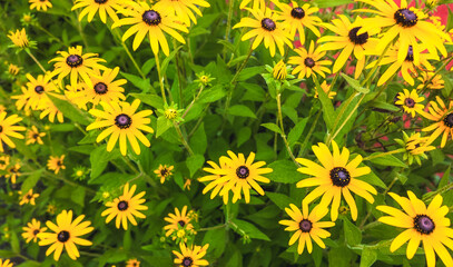 ルドベキア・ヒルタの花（日本）