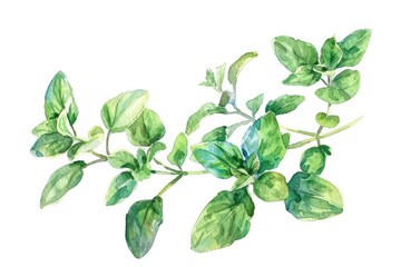Fototapeta premium Herbaceous Delight: Watercolor Illustration of Aromatic Oregano and Marjoram