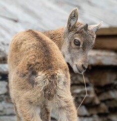 Close-up of a young mountain goat kid with a straw in its mouth, looking back over its shoulder