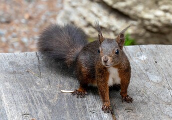 Close-up of a squirrel standing on a wooden surface