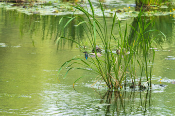 reeds in the pond.  a tranquil pond with a waterbird sitting on a reed leaf