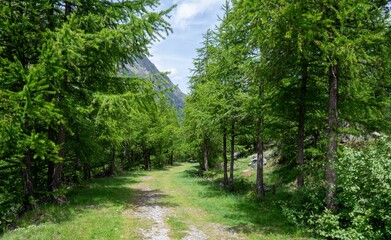 Serene forest path surrounded by lush green trees and mountains in the background on a sunny day