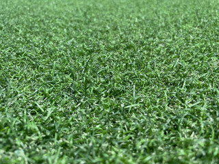 Grass background