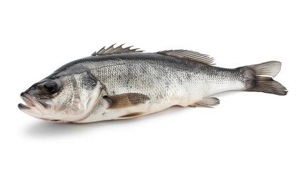 Fototapeta premium Sea bass fich isolated on white background with clipping path and full depth of field