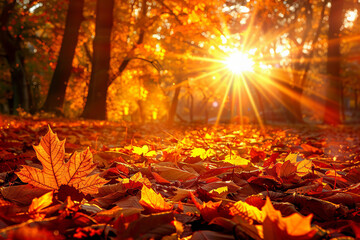 Scenic Autumn Forest Landscape with Colorful Foliage, Fallen Leaves, and Winding Paths Captured in Stunning Detail - Perfect for Seasonal Nature and Outdoors Stock Photography