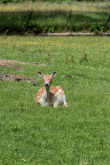 a deer is resting in the grass