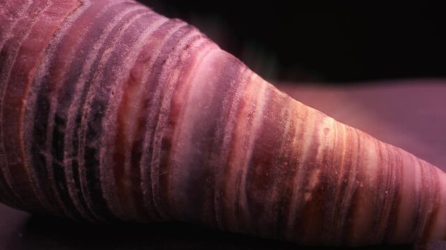 Pink glowing shell in extreme close up.