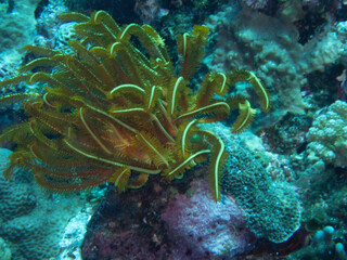 Green Feather-stars