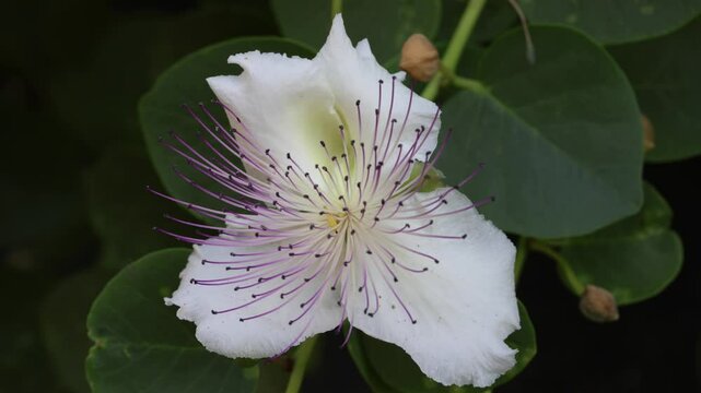Capparis spinosa subsp. rupestris the caper bush, also called Flinders rose, is a perennial plant known for the edible flower buds (capers)