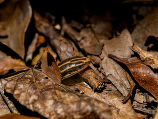 ニホントカゲのアップ