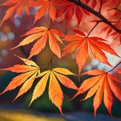 leaves on a Japanese maple tree in autumn
