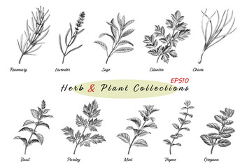 Antique engraving illustration of Herb Plant Collections hand draw black and white clip art