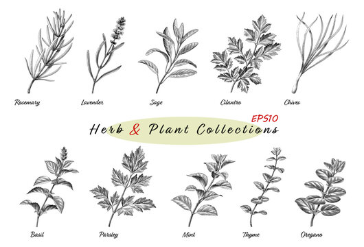 Antique engraving illustration of Herb Plant Collections hand draw black and white clip art