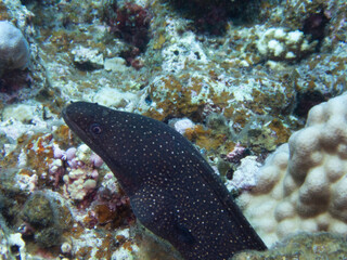 Whitemouth Moray Eel