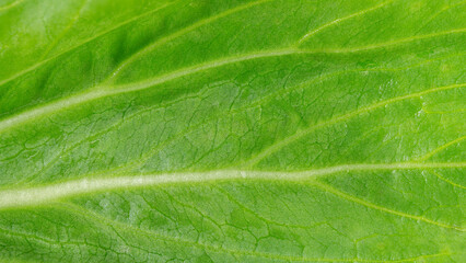 Close up shot of a fresh green Bok Choy leaf