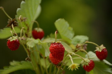 Bouquet of wild strawberry berries and leaves