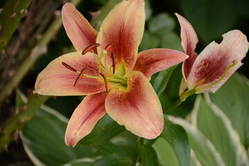 Lily flower with shades of yellow, pink and red