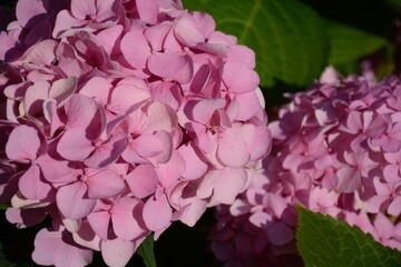 Beautiful pink hydrangeas in the garden close-up