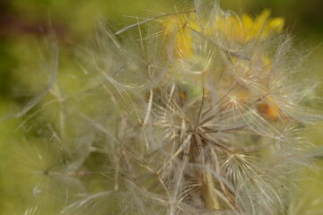 White fluffy umbrella of faded dandelion flower