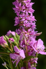Pink chamaenerion flowers of the onagraceae family close-up on a dark background