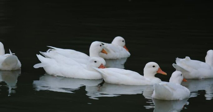 Group of ducks floating on a pond before dark. The Call Duck breed has a fascinating history that includes a foundation in hunting, showing, and eventually human companionship.