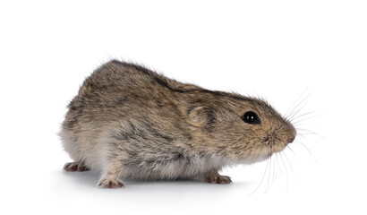 Young Steppe vole aka Lagarus Lagarus, standing facing front. Looking side ways away from camera. Isolated on a white background.