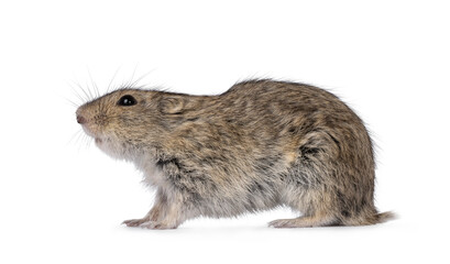 Young Steppe vole aka Lagarus Lagarus, standing side ways. Looking side ways away from camera. Isolated on a white background.