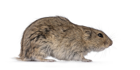 Young Steppe vole aka Lagarus Lagarus, standing side ways. Looking side ways away from camera. Isolated on a white background.