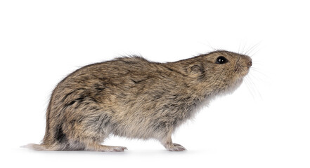 Young Steppe vole aka Lagarus Lagarus, standing side ways. Looking side ways away from camera. Head reaching up. Isolated on a white background.
