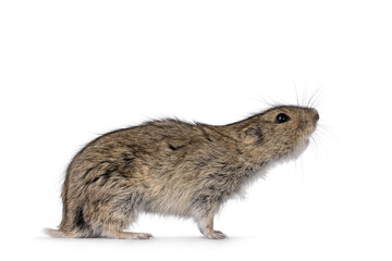 Young Steppe vole aka Lagarus Lagarus, standing side ways. Looking side ways away from camera. Head reaching up. Isolated on a white background.