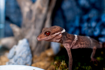 ハイナントカゲモドキ・ヤモリのマクロ