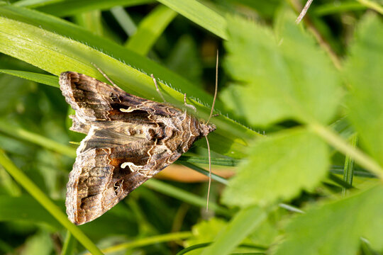 Gammaeule (Autographa gamma)