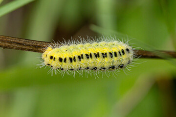 Raupe eines Widderchen (Zygaenidae)
