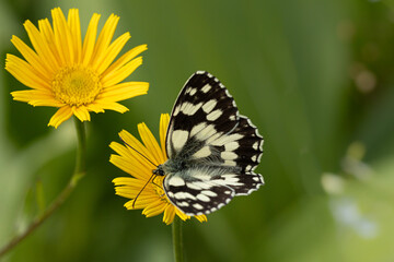 Schachbrett (Melanargia galathea) auf einer gelben Blüte