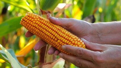 Close up to female hands of a farmer examining ripe cob of corn at green meadow. Adult arms of agronomist exploring yellow sweetcorn on maize field at sunset. Concept of agricultural business. Slow mo © ExpressVectors