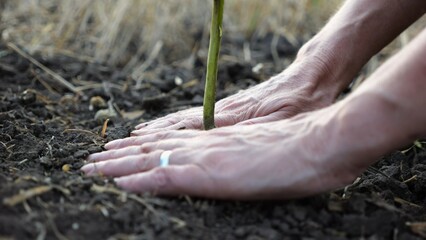 Female hands of farmer planting green sprout in the ground at summer season. Arms of agronomist caring for small seedling during drought. Concept of agricultural business. Close up Slow motion