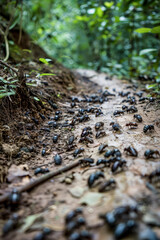 Ants swarm the forest path
