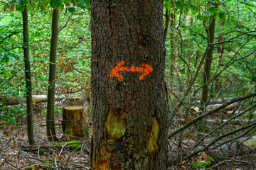 Obraz premium Arrow left right in orange on a tree