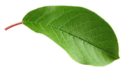 Apple Leaf, isolated on white background, full depth of field