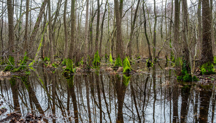 Landschaft und Waldgebiet in Berlin Köpenick, Berlin, Deutschland