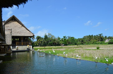 Tropical hut surrounded by rice field, tropical trees, water, lake