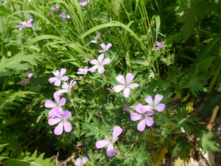 北アルプス「槍ヶ岳」への登山道